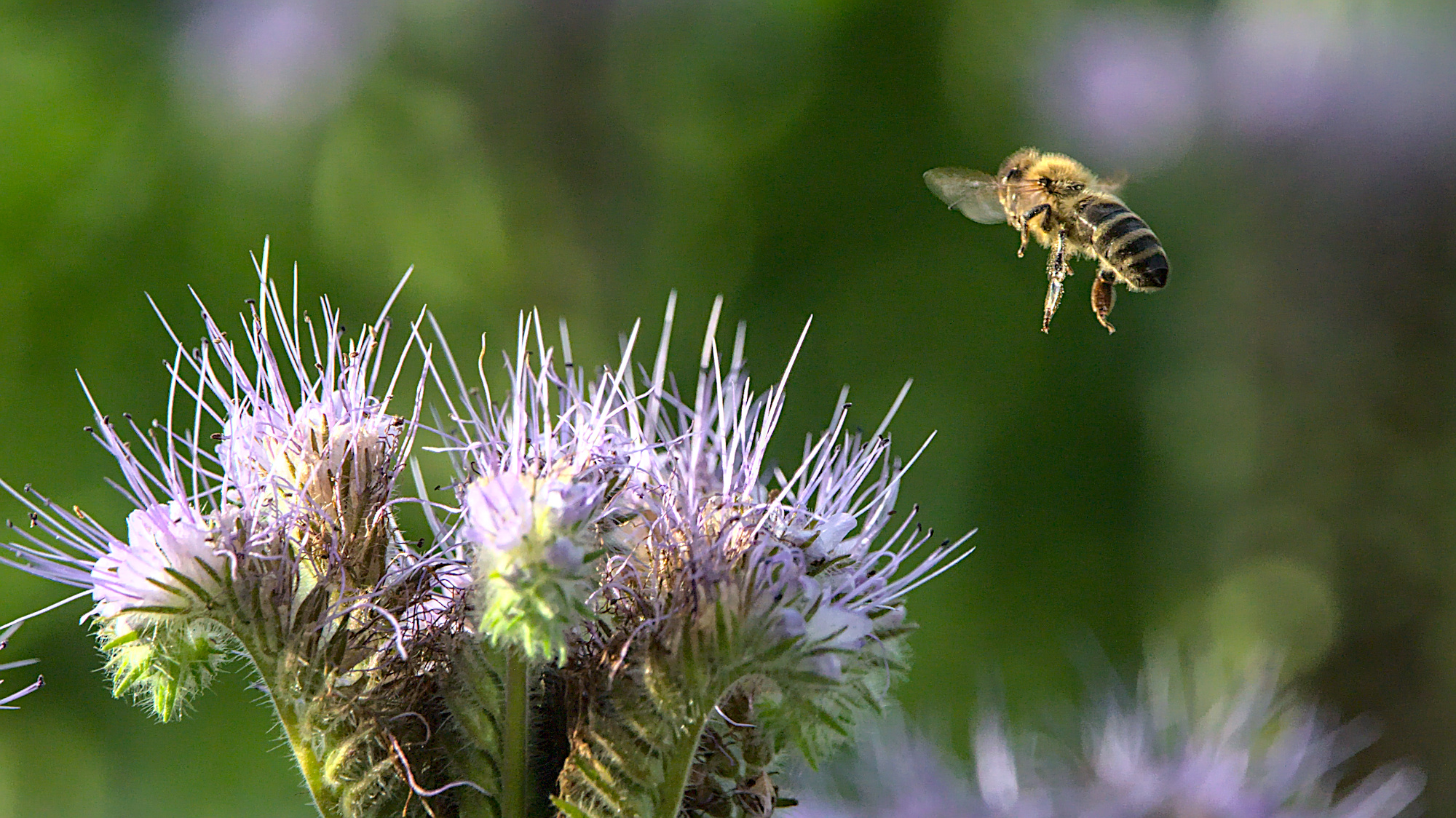 "Achtung, ich komme..."